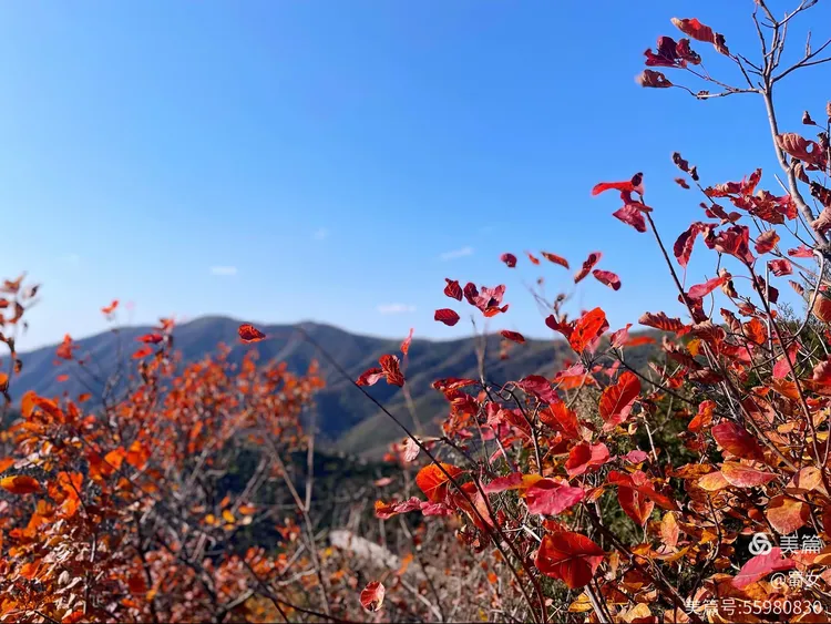 京城赏秋·香山红叶